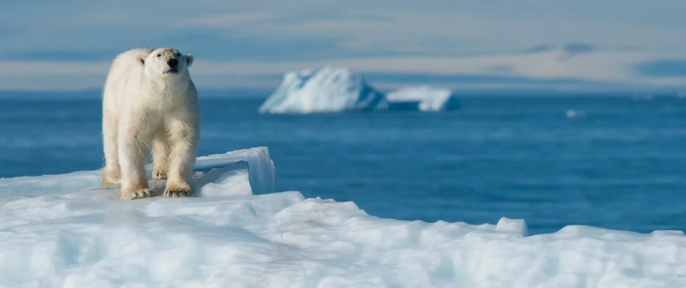 Eisbär steht auf Eisfläche der Gletscherküste