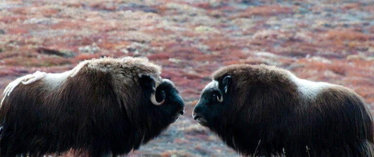 10 gruende warum ostgroenland das perfekte ziel fuer eine expeditionskreuzfahrt istostgroenland moschusochsen 1500x630