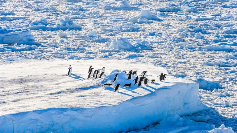 5 gruende weihnachten in der antarktis zu feiernpinguine rossmeer antarktis