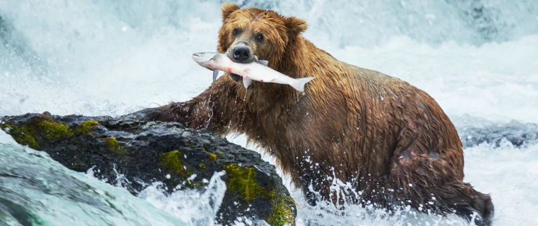 Alaska expedition ins reich der wildnisshutterstock 126888161 1500x630