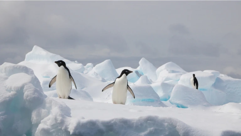 Antarktis expeditionskreuzfahrten wissenswertes von a z teil 2 d fpinguine antarktische halbinsel 3 1500x845