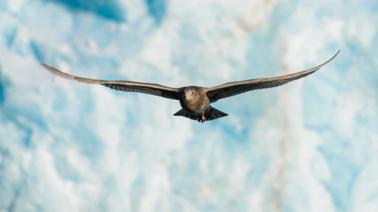 Skua mit gespannten fluegeln