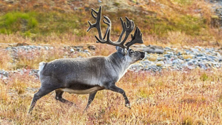Das spitzbergen rentier ueberlebenskuenstler der arktisspbg 20190816 103124