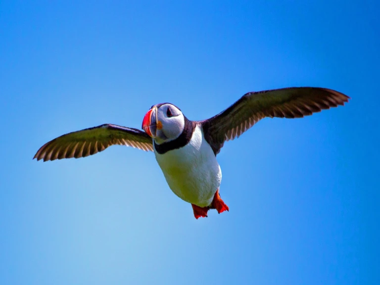Der papageientaucher der clown der meerejonathancannon puffin 2017413 1920 1 1500x1125