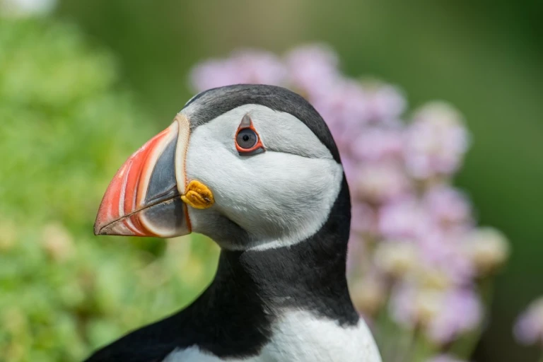Der papageientaucher der clown der meerewynand van poortvliet 571180 unsplash