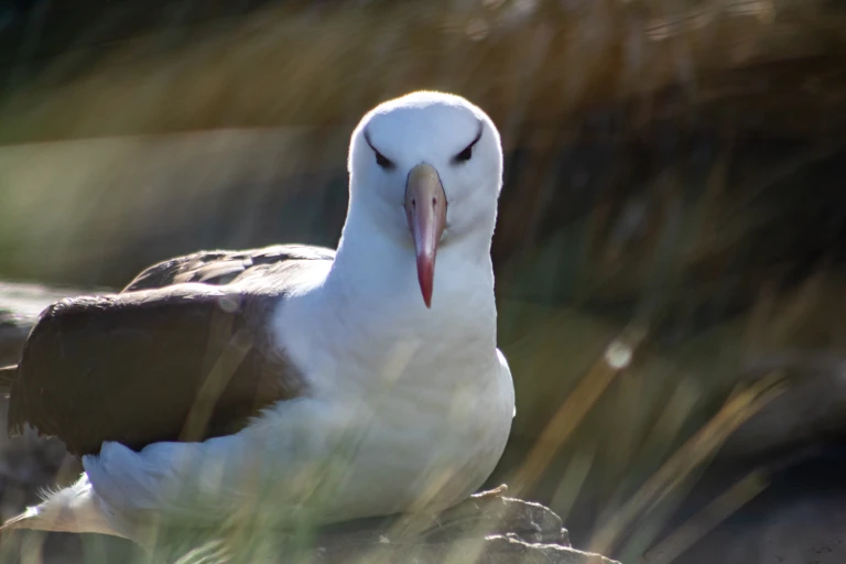 Die tierwelt auf den falklandinselnimg 9582 2