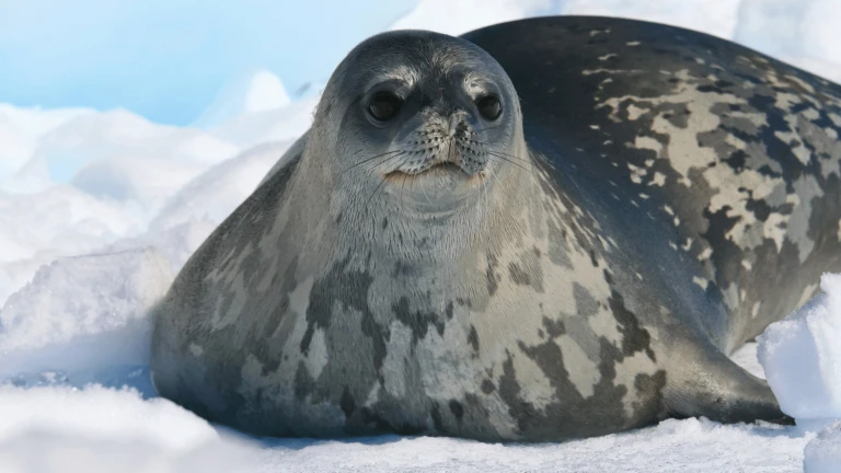 Weddelrobbe antarktis 1