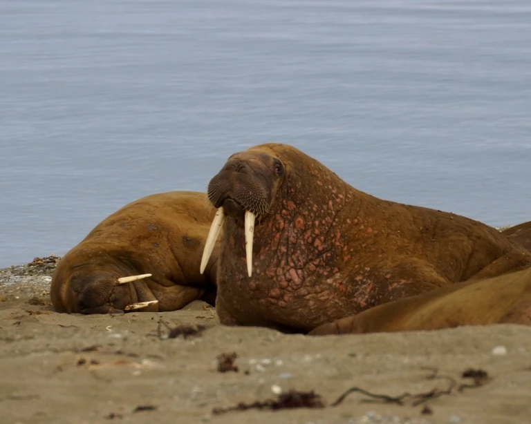 Eisexpeditionen erfahrungen spitzbergen mit hapag lloyd cruises teil 1img 7811