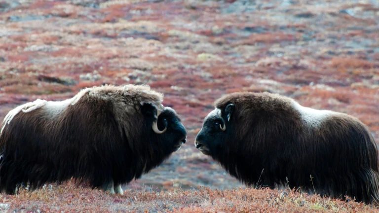 Ostgroenland moschusochsen