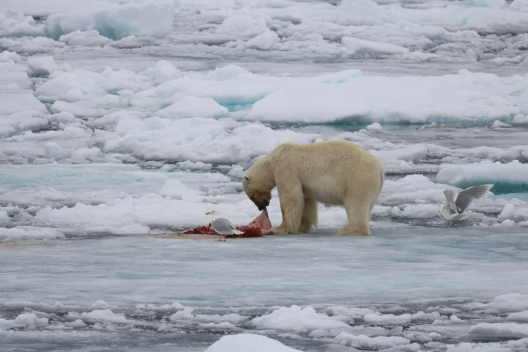 Expedition um nordauslandet mit der le commandant charcot ein gastbeitrag von dennis hillemannfressender eisbaer min