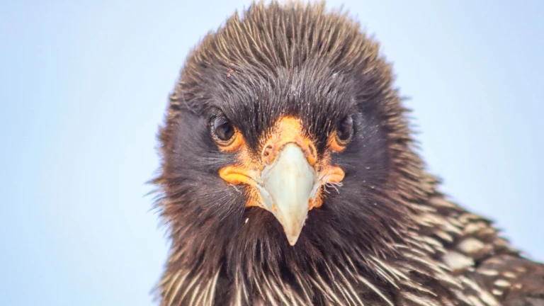 Falklandinseln expeditionskreuzfahrt was koennen sie auf einer falklandinseln reise erlebenfalkland henry