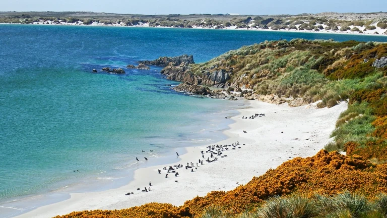 Magellanische pinguinkolonie gypsy cove falklandinseln