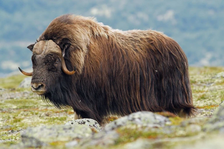 Groenland abenteuer diskobuchtshutterstock 467751236