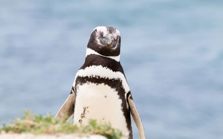 In der wildnis argentiniens die halbinsel valdesvaldes caleta pinguin