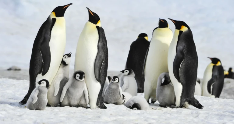 Kaiserpinguine die ikonen der antarktiskaiserpinguin 1500x795