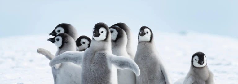 Kaiserpinguine die ikonen der antarktisshutterstock 1243438036 1200x423