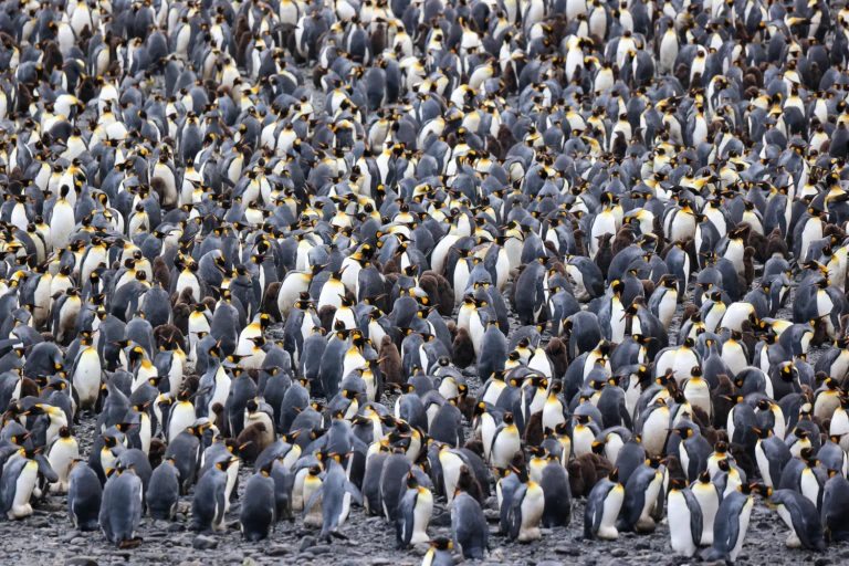 Pinguin safari auf suedgeorgien und der antarktischen halbinsel reisebericht an bord der ultramarine teil 20k1a3198 2