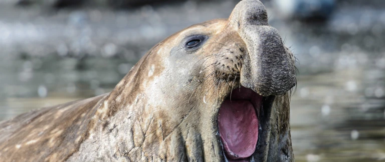 See elefanten die strandmeister und ihre haremssuedlicher see elefant suedgeorgien 1500x630