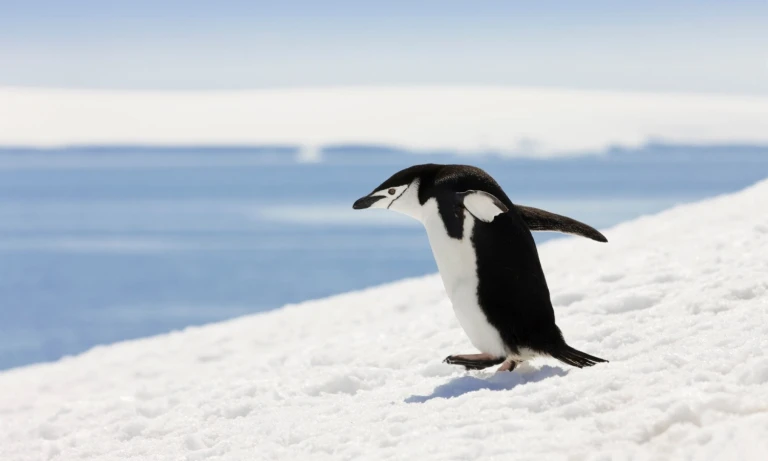 Suedliche shetland inseln highlights der antarktishalfmoon island zuegelpinguin