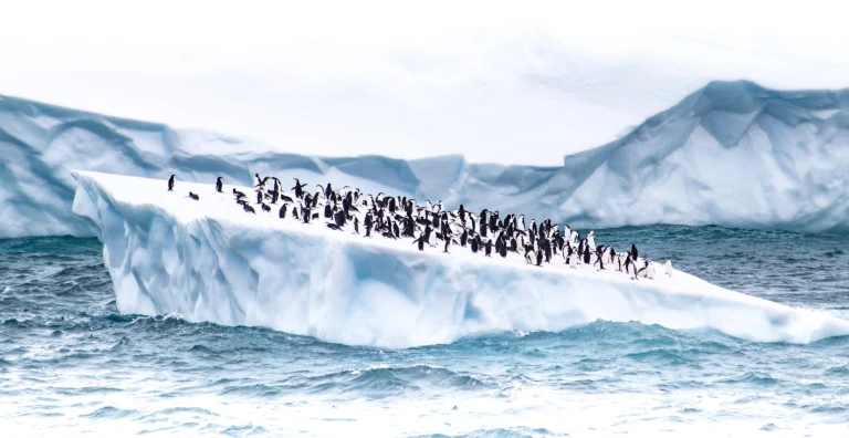 Weihnachten 2021 in die antarktis mit der sea spirit eine magische erfahrungpinguine auf eisscholle