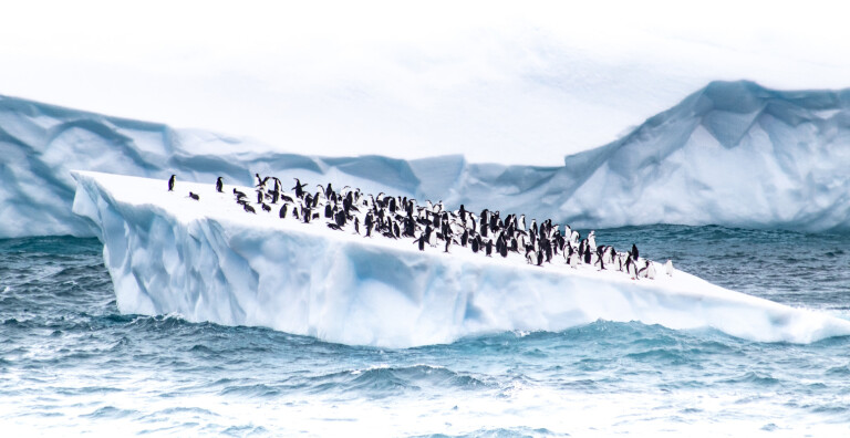 Weihnachten 2021 in die antarktis mit der sea spirit eine magische erfahrungpinguine auf eisscholle