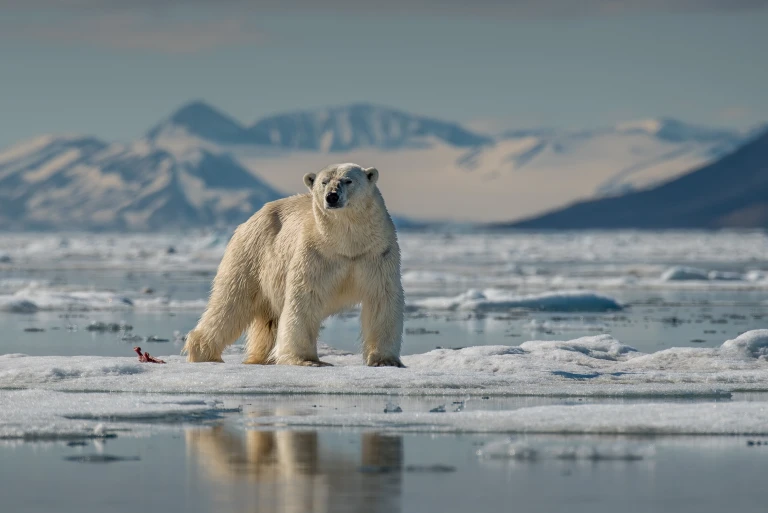 Eisbär steht auf Eisfläche mit Beute