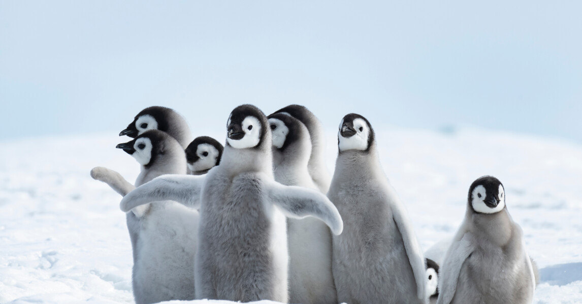 Machu Picchu & chilenische Fjorde erleben - Eisexpeditionen.de