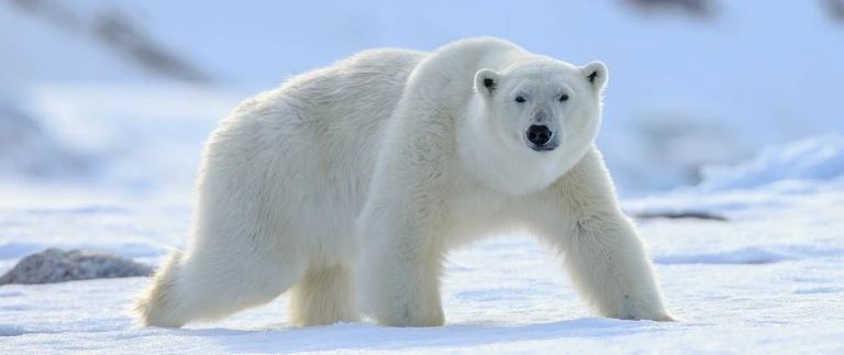 23 tage rund um spitzbergen nordostgroenland aurora borealiseisbaer lang 1 aspect ratio 1500 630