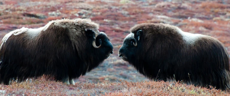 Abenteuer in nordostgroenland gletscher fjorde und die nordlichter quark expeditionsostgroenland moschusochsen aspect ratio 1500 630