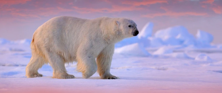 Abenteuer nordwest passage im kielwasser grosser entdecker von island bis groenland kurs westeisbaer eisscholle aspect ratio 1500 630