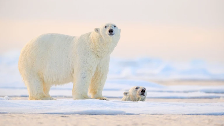 Abenteuer nordwest passage im kielwasser grosser entdecker von island bis groenland kurs westeisbaeren eisscholle