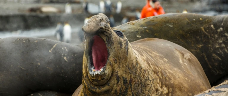 Abenteuerkurs im polaren tierreich grosse expeditionsroute intensivsuedgoergien antarktis aspect ratio 1500 630 5