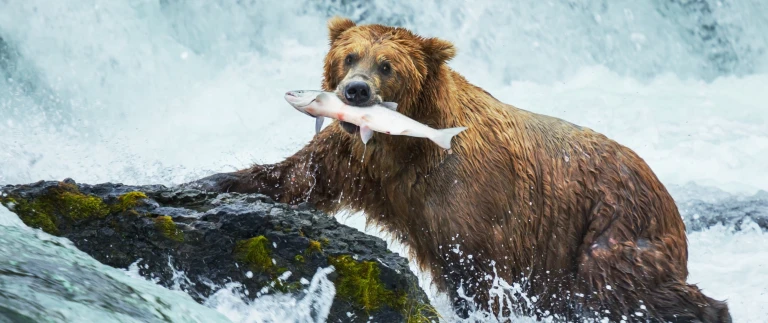 Alaska kanada wildnis gletscher und die inside passage kurs nordalaskaschmal scaled aspect ratio 1500 630 1 scaled