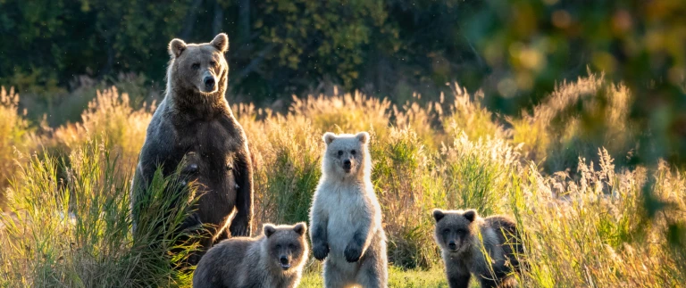 Alaska und kanada aleuten baeren und die inside passage kurs suedalaska braunbaer shutterstock aspect ratio 1500 630 4