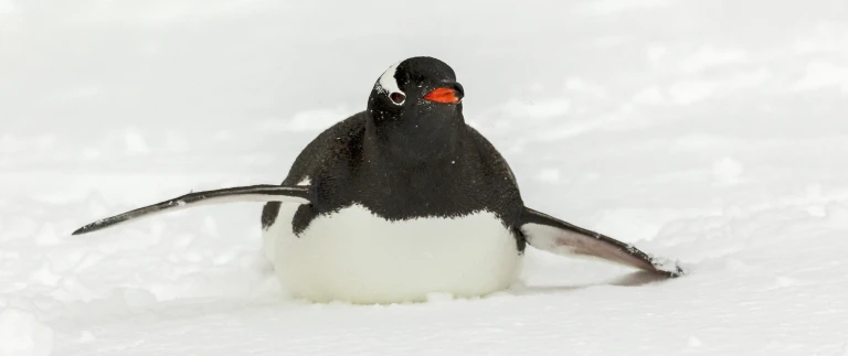 Antarctica bridge direktflug king george island zum letzten kontinent181114 100353 antarktis 2 scaled aspect ratio 1500 630 4 scaled