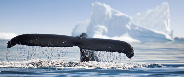 Antarktis entdeckung und lernreise zur walbeobachtung mit oceanwide expeditionsshutterstock 543673003 1500x630