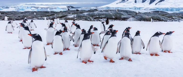 Antarktis explorer entdeckung des 7 kontinents mit kap hoorn und diego ramirezshutterstock 1416843179 scaled aspect ratio 1500 630 2 scaled