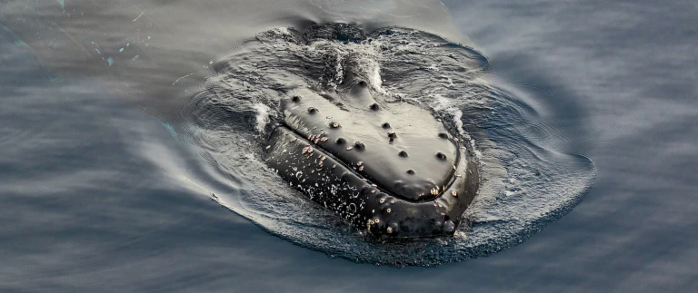 Antarktis express fliegen sie ueber die drake passage181115 105201 antarktis scaled aspect ratio 1500 630 4 scaled