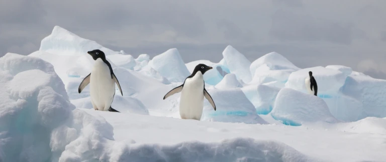 Antarktis express fliegen sie ueber die drake passagepinguine antarktische halbinsel 3 aspect ratio 1500 630 1