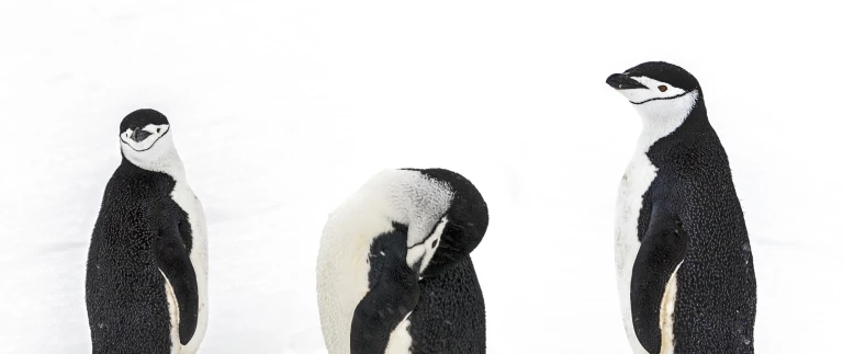 Antarktis falklandinseln suedgeorgien die ultimative expeditionsreise181109 202728 antarktis scaled 1 aspect ratio 1500 630 3