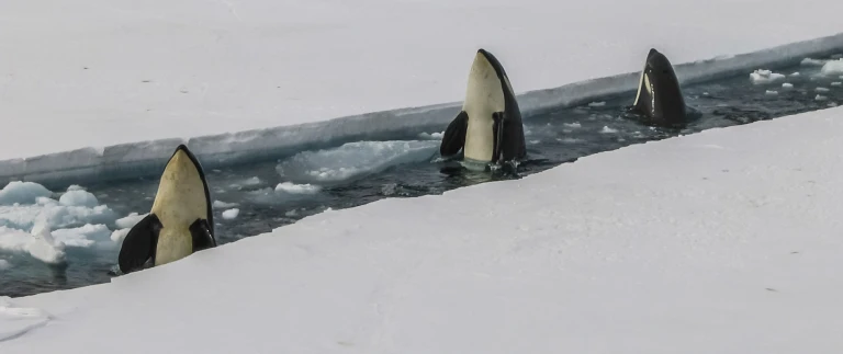 Antarktis falklandinseln suedgeorgien die ultimative expeditionsreisebryan goff wt dwxxcse8 unsplash scaled aspect ratio 1500 630 scaled