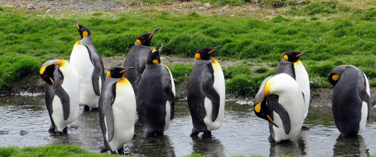 Antarktis falklandinseln suedgeorgien die ultimative expeditionsreisesybille h.  south georgia 4706754 1920 aspect ratio 1500 630 1