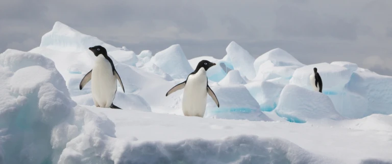 Antarktis falklandinseln und suedgeorgienpinguine antarktische halbinsel 3 aspect ratio 1500 630 3