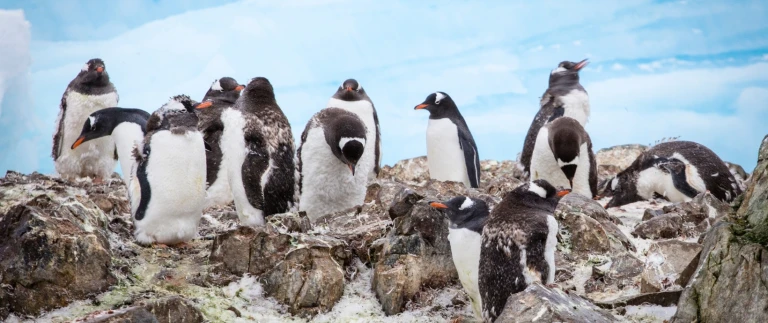 Antarktis intensivpinguine antarktische halbinsel 2 aspect ratio 1500 630