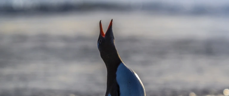 Antarktis jenseits des polarkreises wilkins schelfeispinguine antarktische halbinsel 5 aspect ratio 1500 630