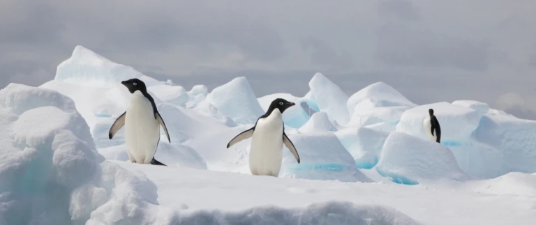 Antarktis klassische antarktis einschliesslich deception islandpinguine antarktische halbinsel 3 aspect ratio 1500 630 9