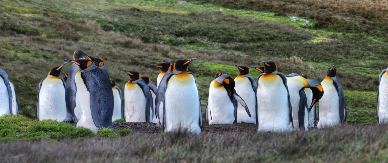 Antarktis mit falklandinseln und suedgeorgiendjwosa  antarctica 4515809 1920 1 aspect ratio 1500 630