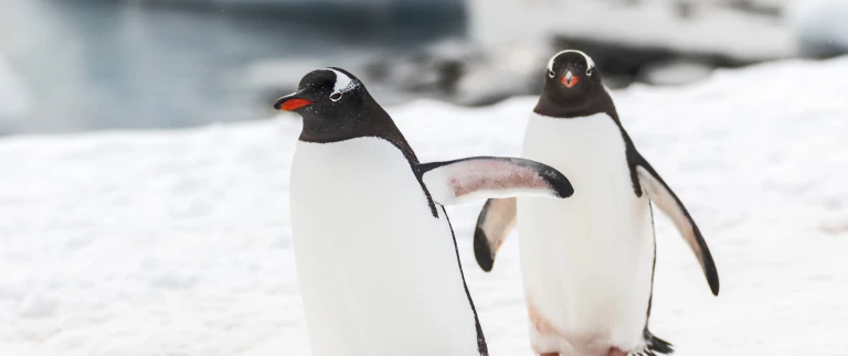 Antarktis polarkreis walbeobachtungsreise181112 135836 antarktis scaled aspect ratio 1500 630 scaled