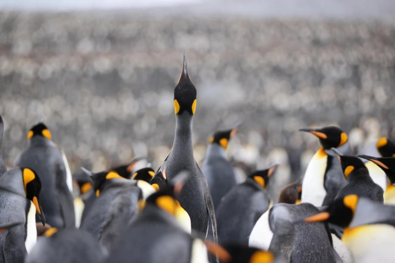 Antarktis suedgeorgien und falklandinseln mit scenic eclipse03 st andrews kristina 0k1a4230 min