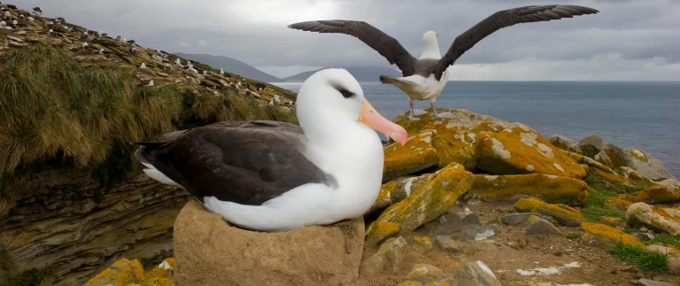 Antarktis suedgeorgien und falklandinseln mit scenic eclipsealbatros antarktis shutterstock aspect ratio 1500 630